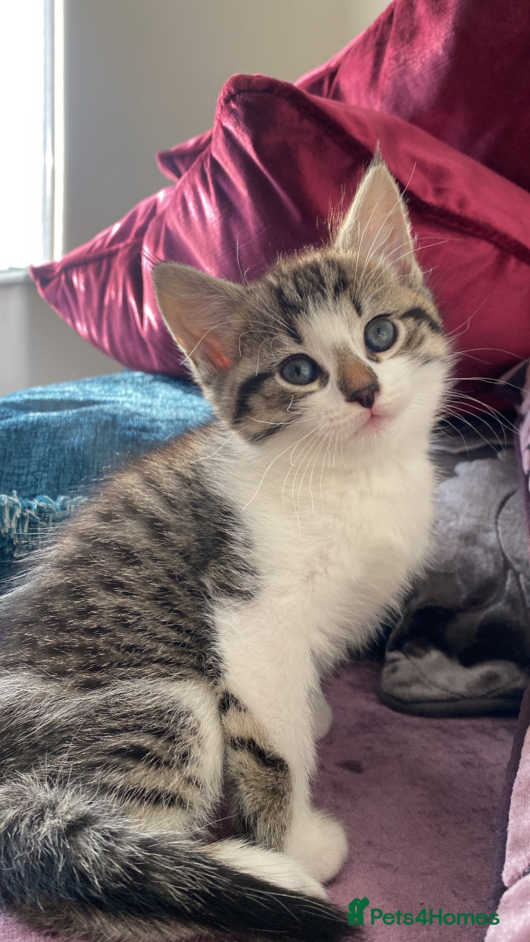 Mixed Breed cats for sale: Adorable mixed breed siblings!🥺 - Advert 5