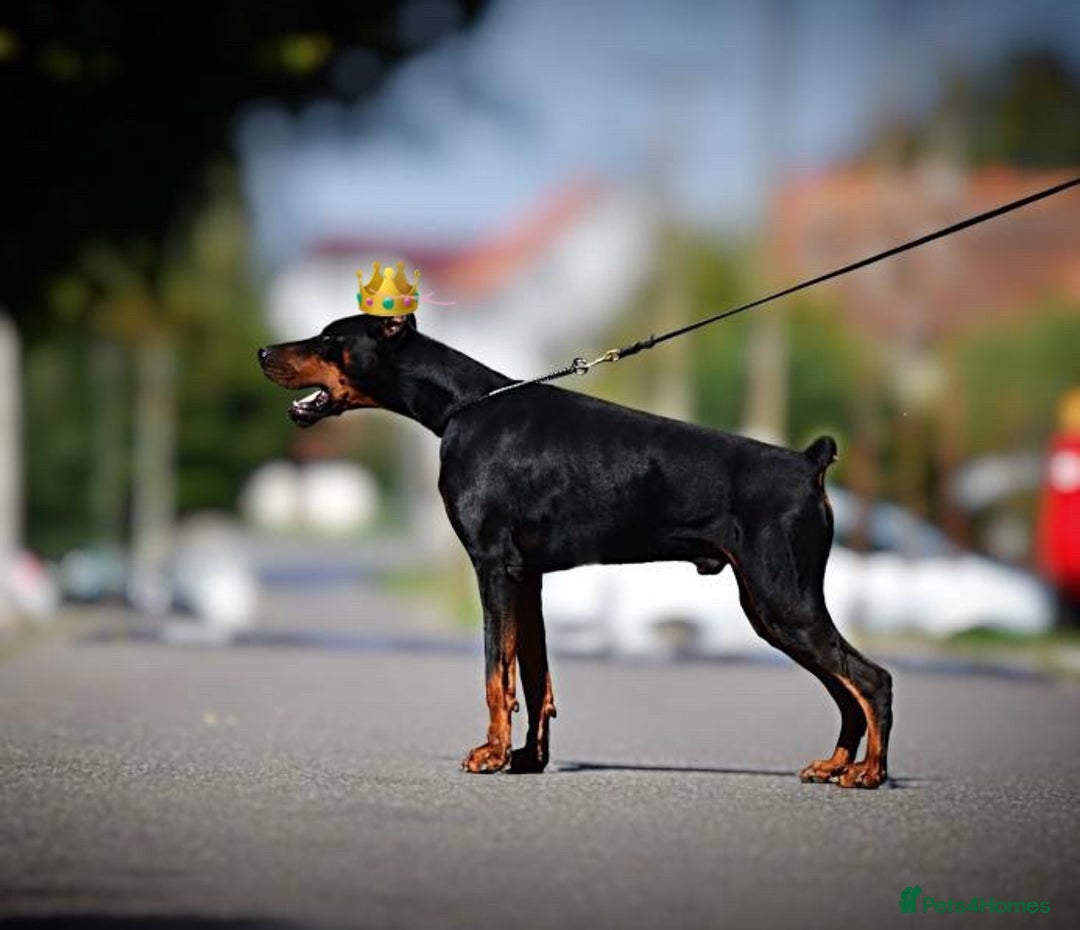 Dobermann dogs for stud: 🏆 Champion European Doberman Stud🏆 - Image 4