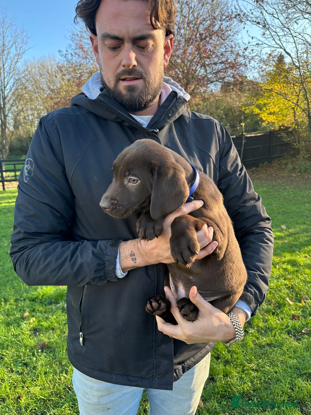 Labrador Retriever dogs for sale: Chocolate Labrador puppies  - Advert 24