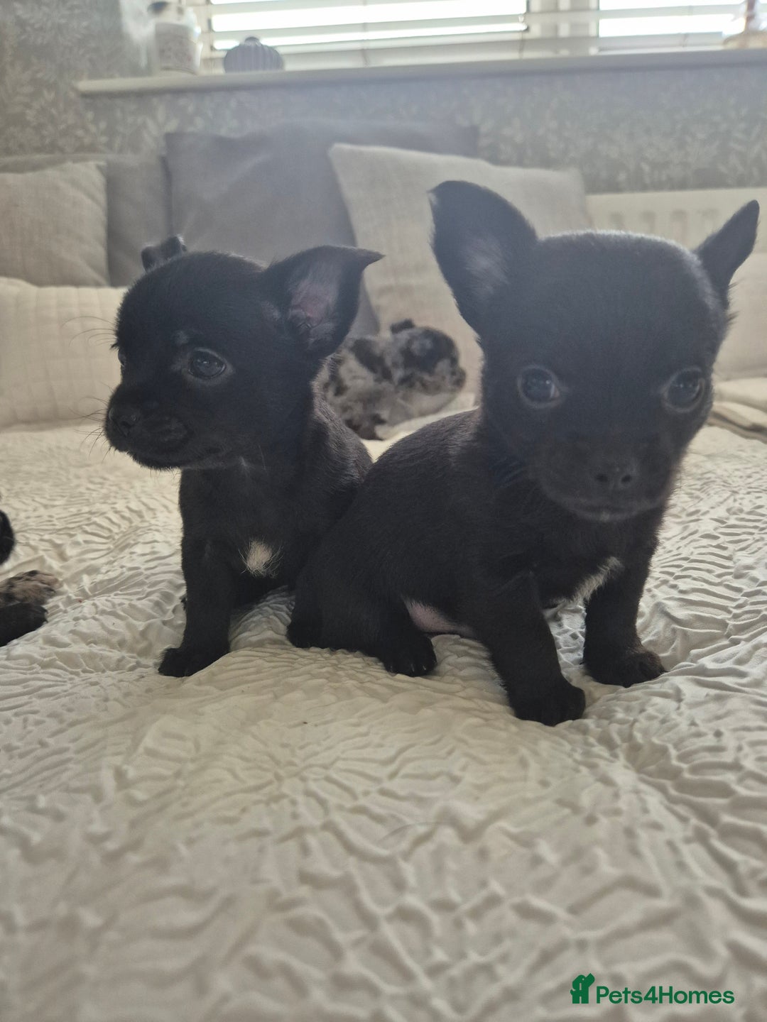 Chihuahua dogs for sale: 4 pure breed chihuahua, 2 merle  2 twins - Advert 24