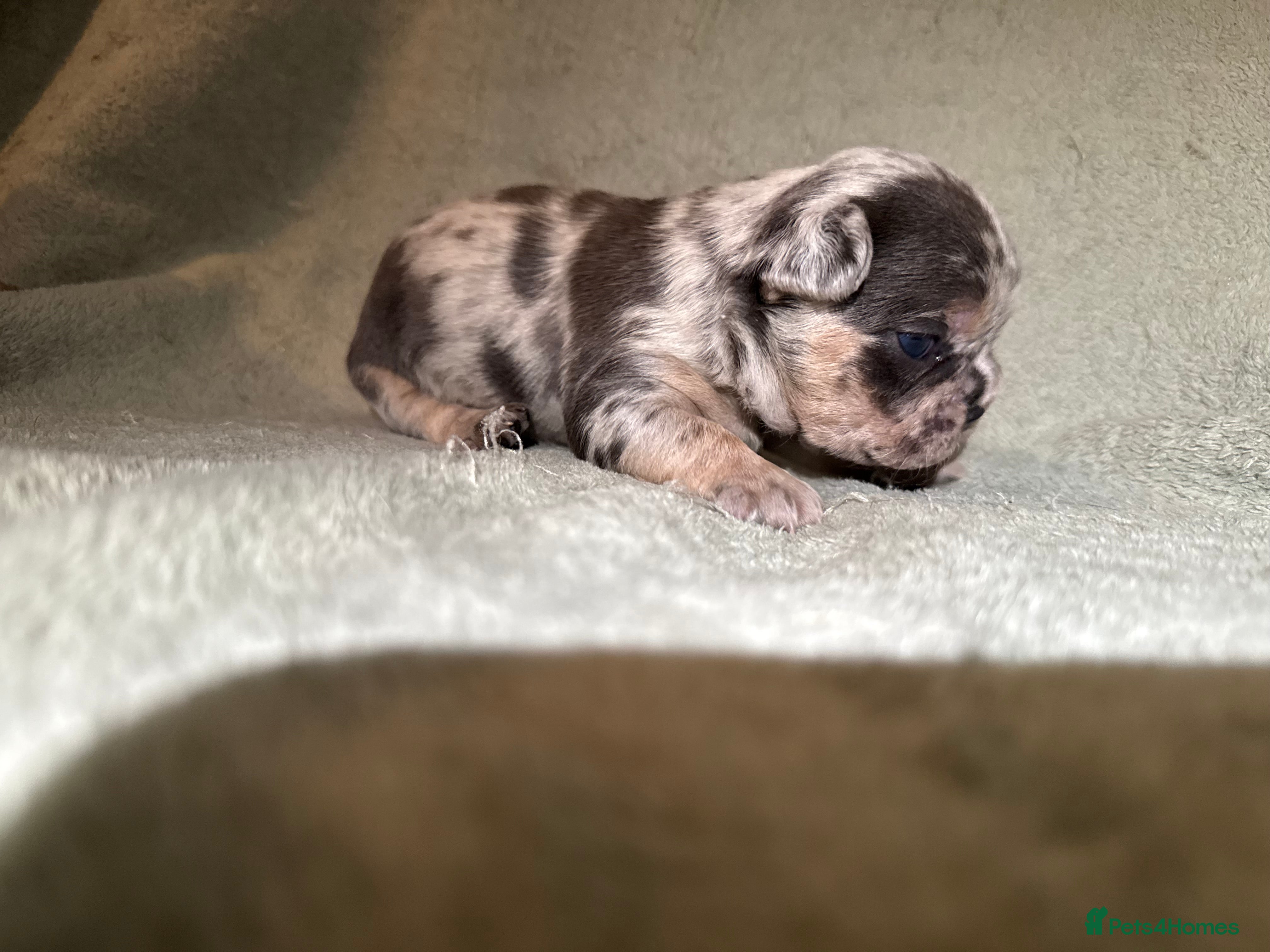 French Bulldog dogs 5 LEFT Beautiful KC reg French Bulldog puppies - Advert 2