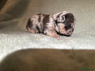 French Bulldog dogs 5 LEFT Beautiful KC reg French Bulldog puppies - Advert 2