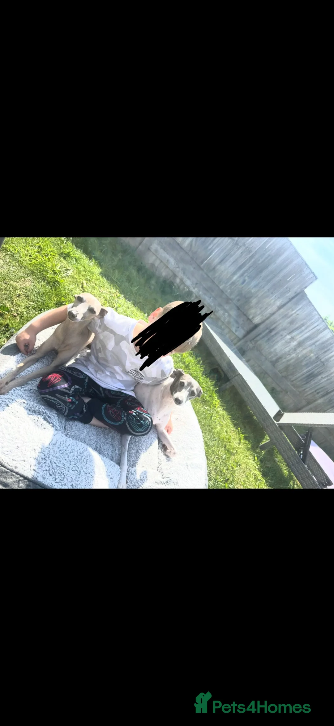 Italian Greyhound dogs for adoption: The most loving Italian greyhounds ❤️ in Winsford - Advert 6