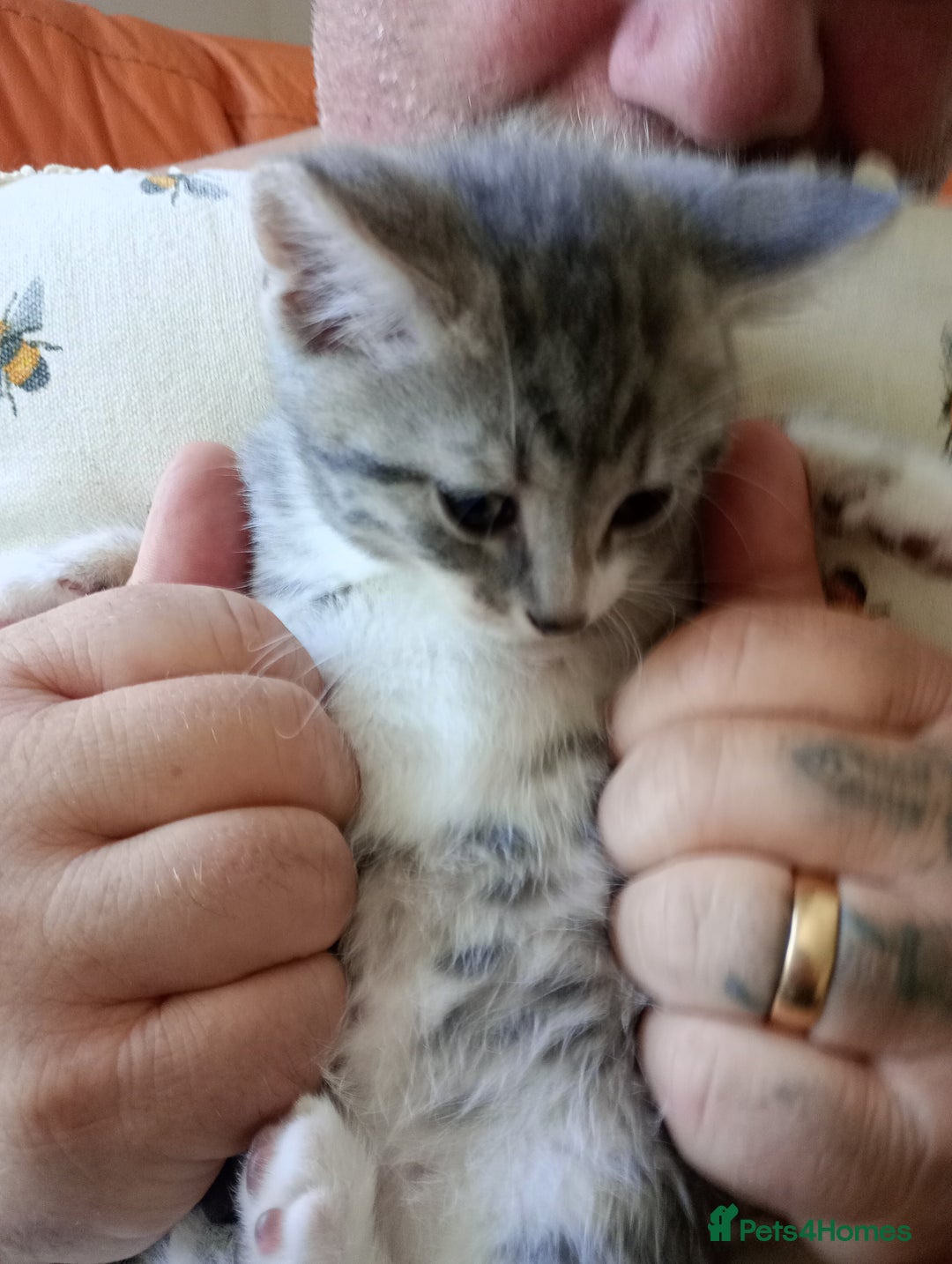 British Shorthair cats for sale: Adorable blue grey kittens - Image 2