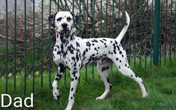 Dalmatian dogs for sale: Show Line LUA KC Dalmatian Puppies - Licensed - Image 4