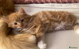 Mixed Breed cats for sale: Lovely kitten for sale  - Image 7