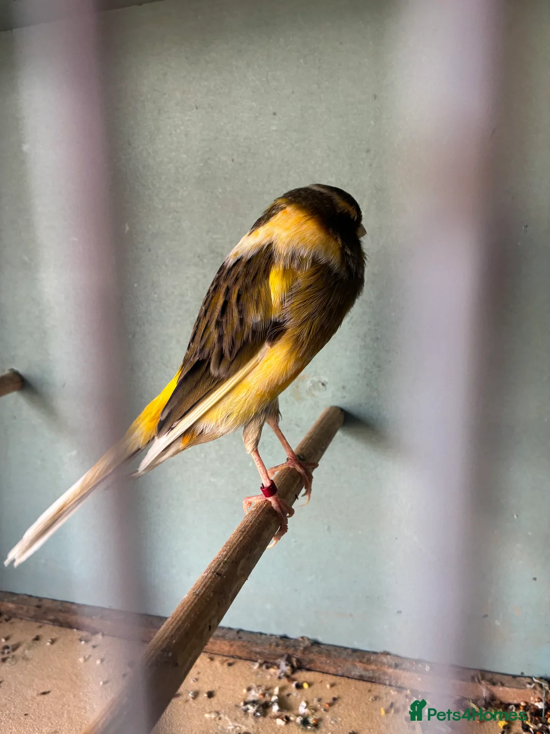 Canaries birds for sale: Canarys  - Advert 5