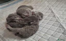 British Shorthair cats for sale: Beautiful British Short hair Blue kittens for sale - Image 3