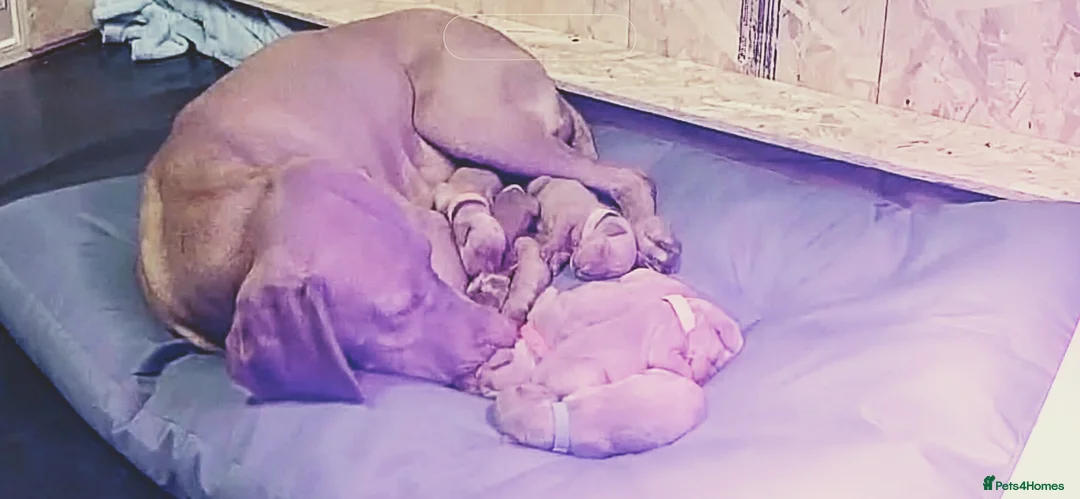 Hungarian Vizsla dogs for sale: Hungarian Vizsla Puppies - Advert 3