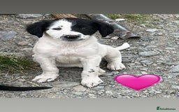 Sprollie dogs for sale: Sprollie Pups - Image 4