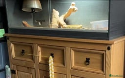 Bearded Dragon reptiles for sale: Bearded dragon, Vivarium and bits - Image 2