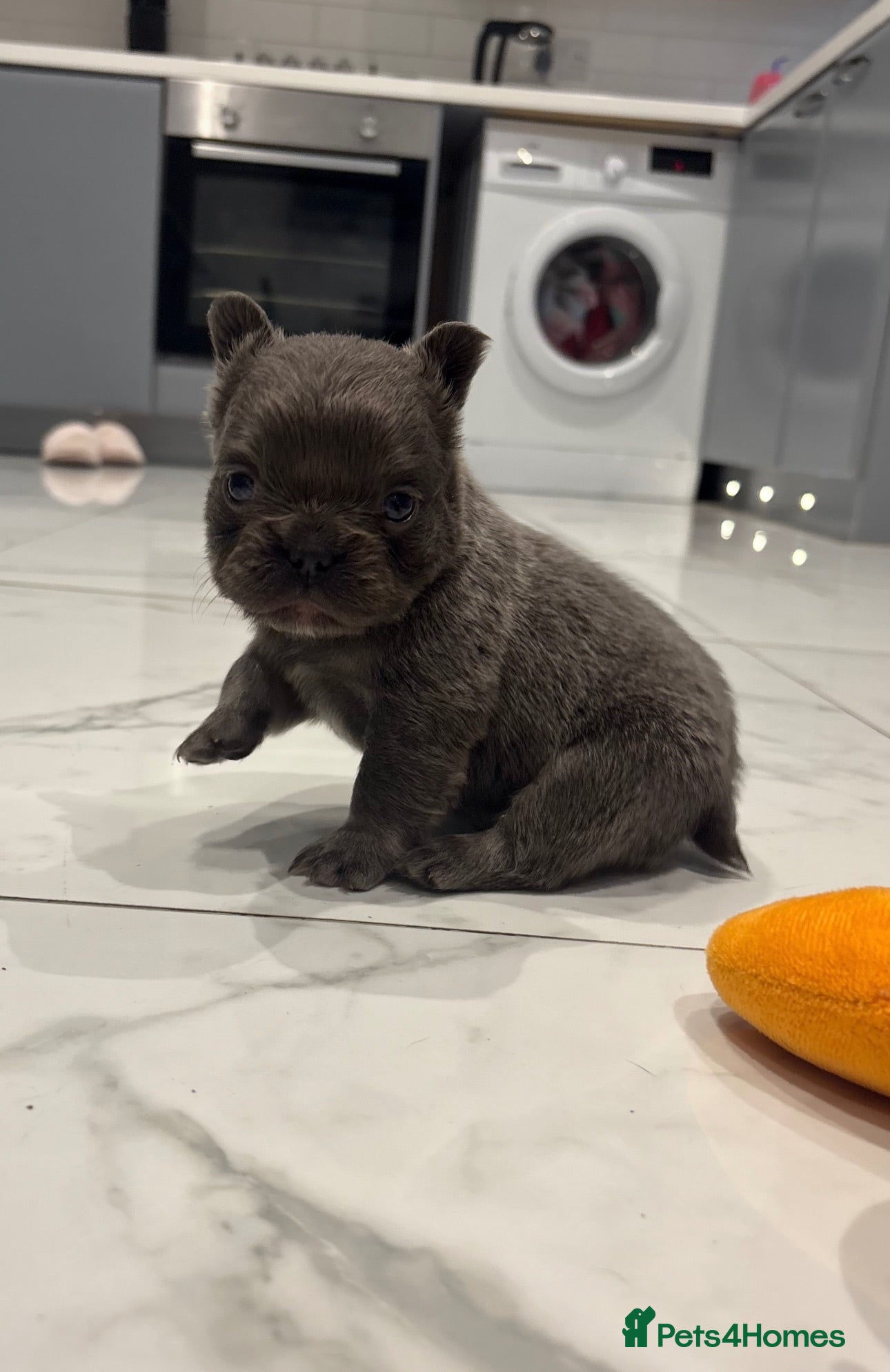 French Bulldog dogs French bull dog pups - Advert 7