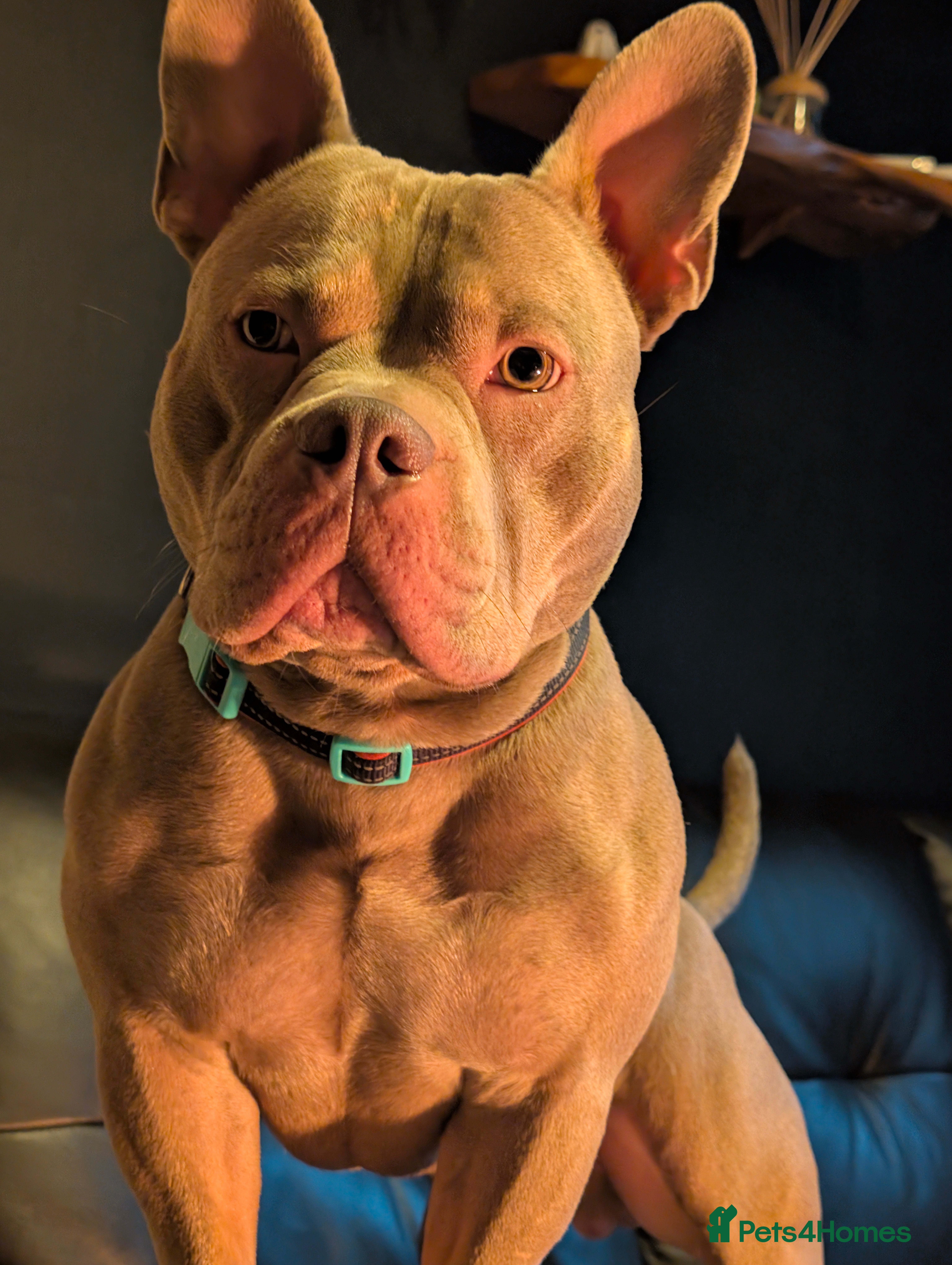 Mixed Breed dogs Frenchie x pocket bully  - Advert 5