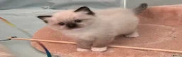 Ragdoll cats for sale: Chunky TICA reg Ragdoll - Advert 9