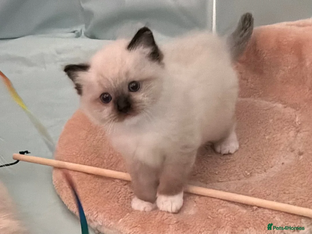 Ragdoll cats for sale: Chunky TICA reg Ragdoll - Advert 9