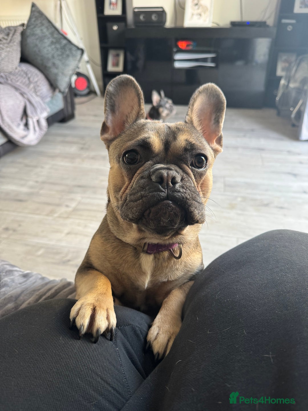 French Bulldog dogs for sale: 15month old frenchie  - Advert 2