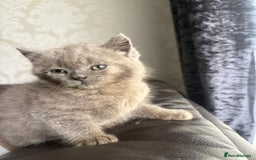 British Shorthair cats for sale: British shorthair kittens - Image 22