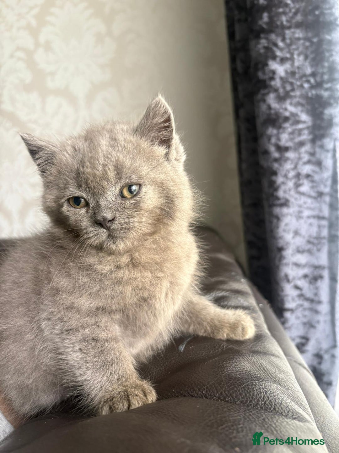 British Shorthair cats for sale: British shorthair kittens - Image 22