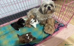 Shih Tzu dogs for sale: Shih Tzu puppies ready 27 th August  - Image 14