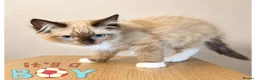 Ragdoll cats for sale: Ragdoll & Ragdoll cross kittens - Advert 8