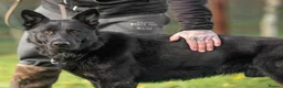 German Shepherd dogs for sale: Top working line KC GSD pups  - Advert 4