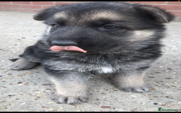 German Shepherd dogs for sale: Wow.Beautiful Homebred German Shepherd Puppies - Image 14