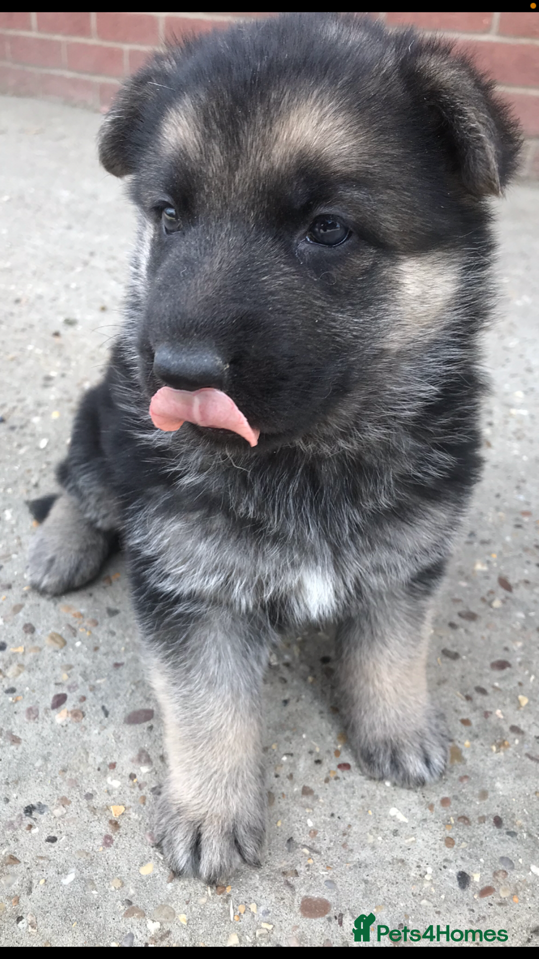 German Shepherd dogs for sale: Wow.Beautiful Homebred German Shepherd Puppies - Image 14