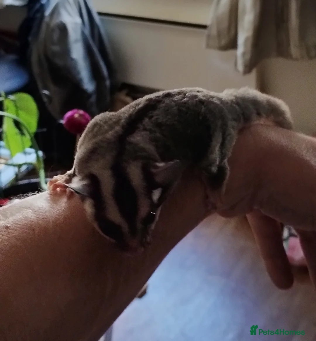 Sugar Glider rodents for sale: Standard grey, male, sugar glider. - Advert 2