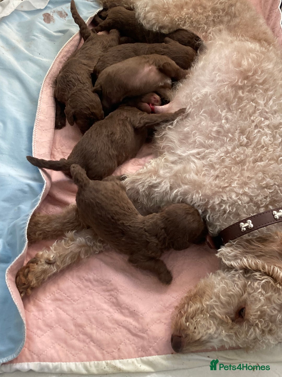 Bedlington Terrier dogs for sale: Bedlington terrier puppy’s  - Image 1
