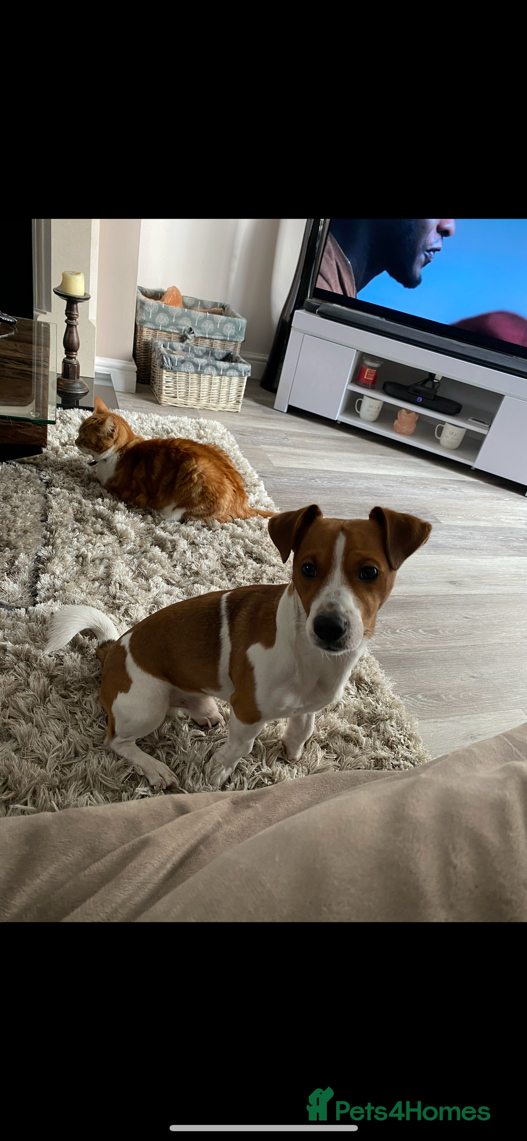 Jack Russell dogs for stud: A beautiful good natured boy - Image 11