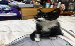 Mixed Breed cats for sale: 4 beautiful black and white kittens - Image 6