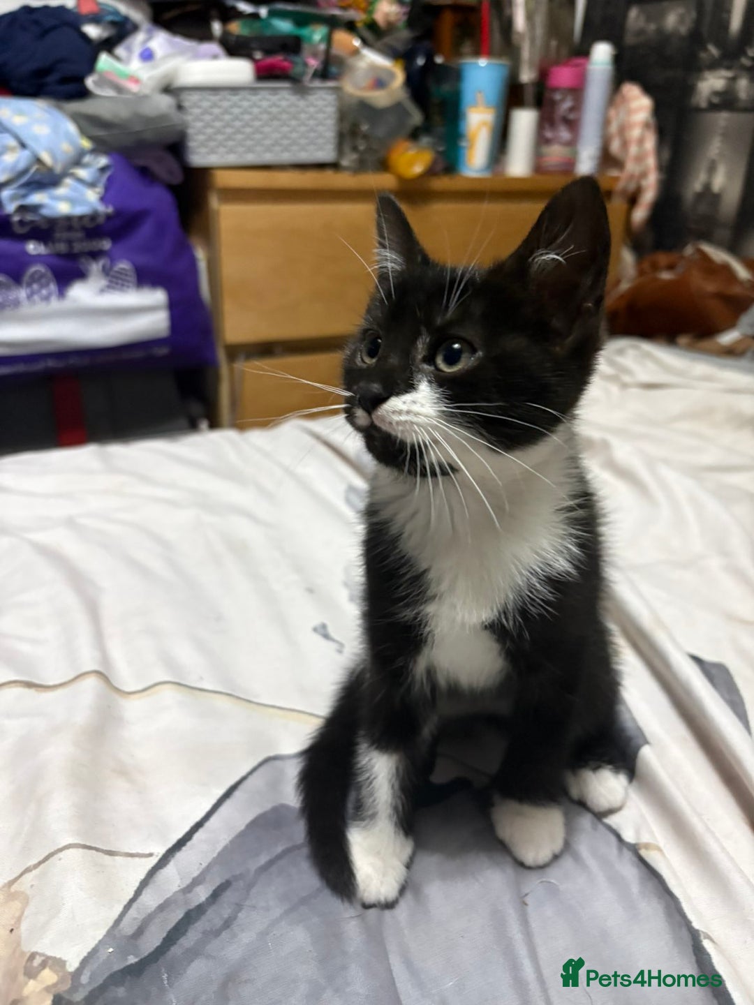 Mixed Breed cats for sale: 4 beautiful black and white kittens - Image 6