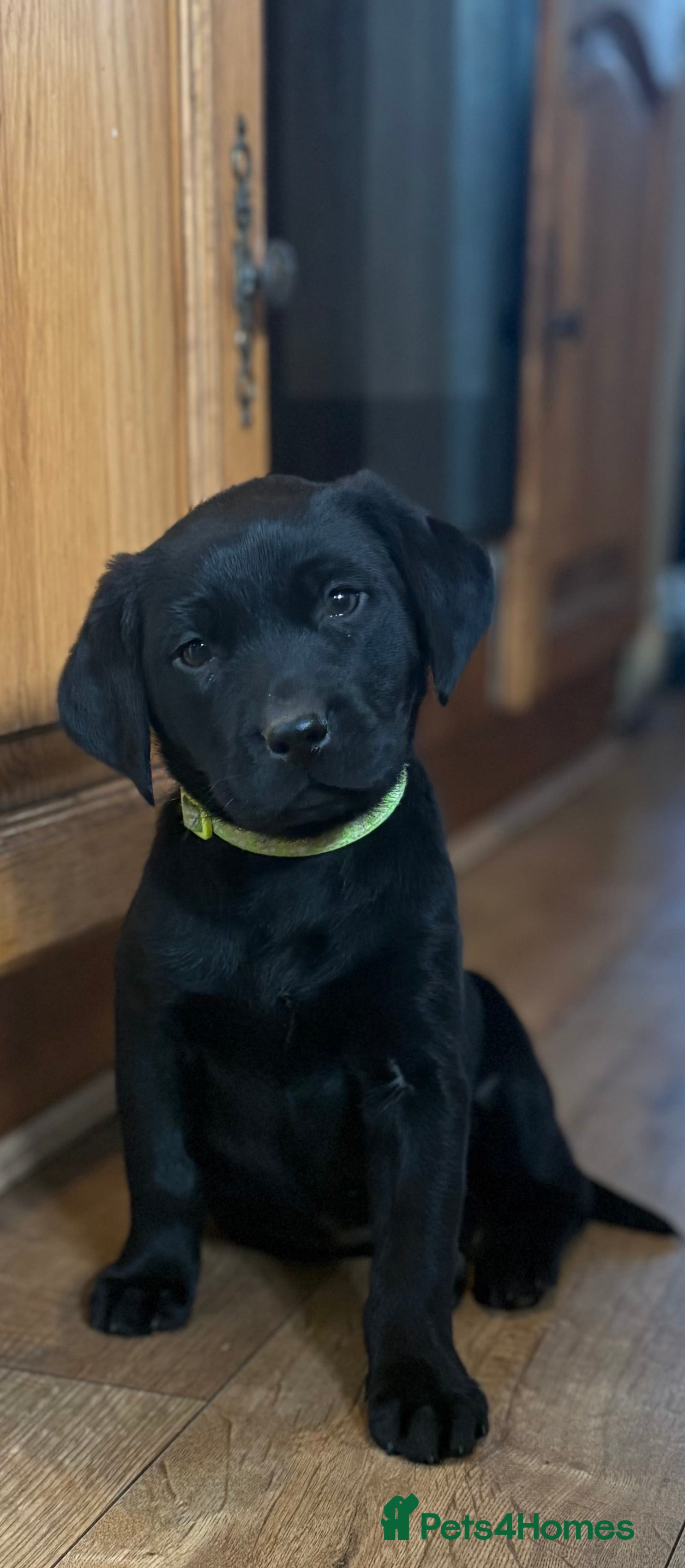 Labrador Retriever dogs 🐶KC Registered Labradors 🐶 - Advert 13