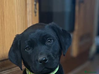 Labrador Retriever dogs 🐶KC Registered Labradors 🐶 - Advert 7