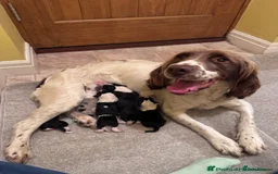 Sprollie dogs for sale: 3 beautiful sprollie pups - Image 6