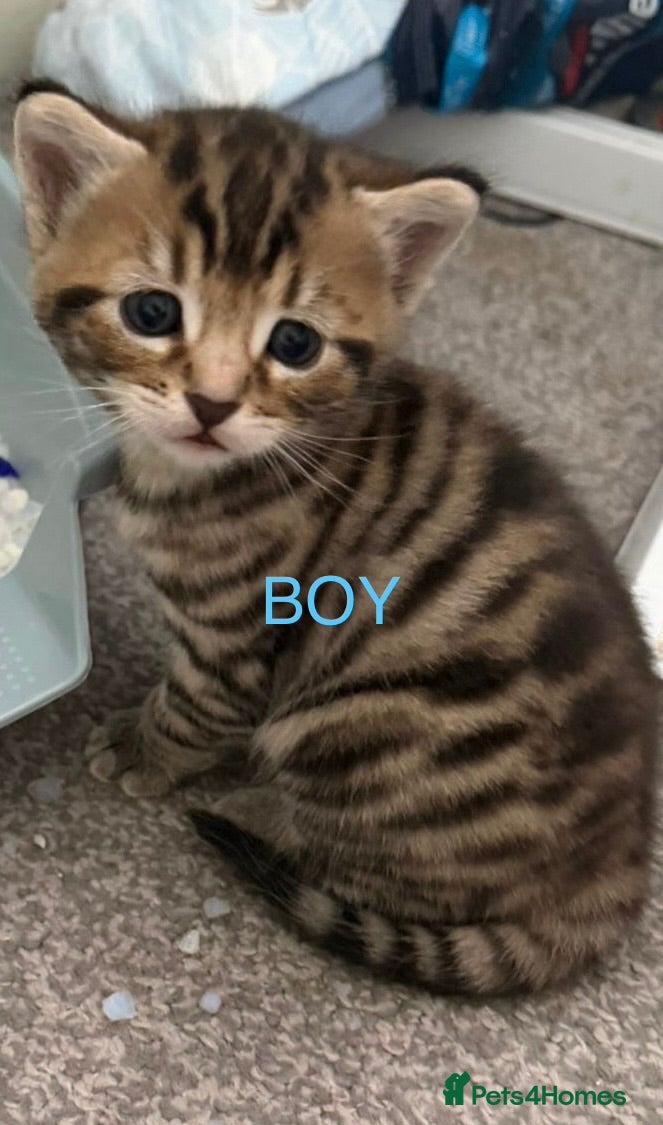 Mixed Breed cats 3 Stunning half bengal + Tabby Kittens - Advert 1