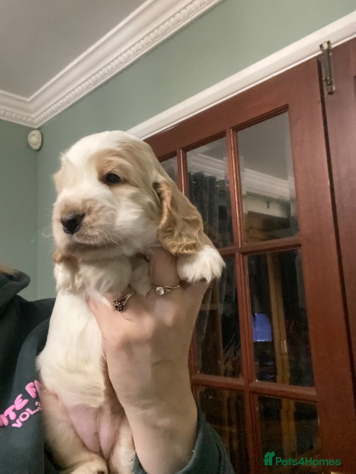 Cocker Spaniel dogs for sale: Gorgeous show Cocker spaniel  - Advert 21