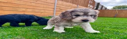Mixed Breed dogs for sale: Beautiful Schnoodle Babies 🐾🐾🐾 - Advert 17