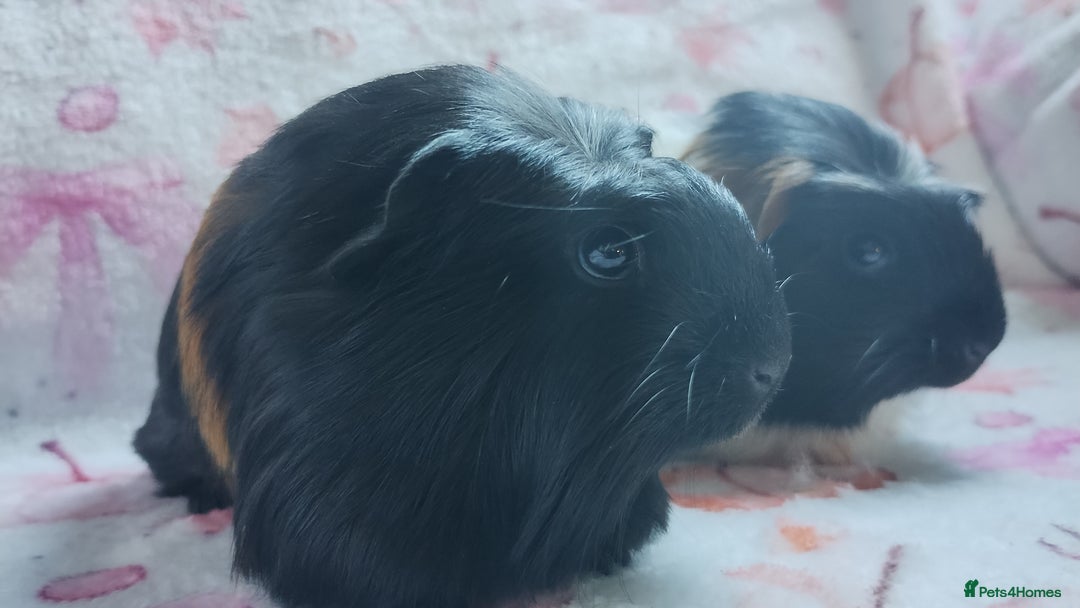 Guinea Pig rodents for sale: Two pairs of female guinea pigs price per set - Image 5