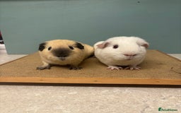 Guinea Pig rodents for sale: Californian & Dark eyed white pair - Image 1