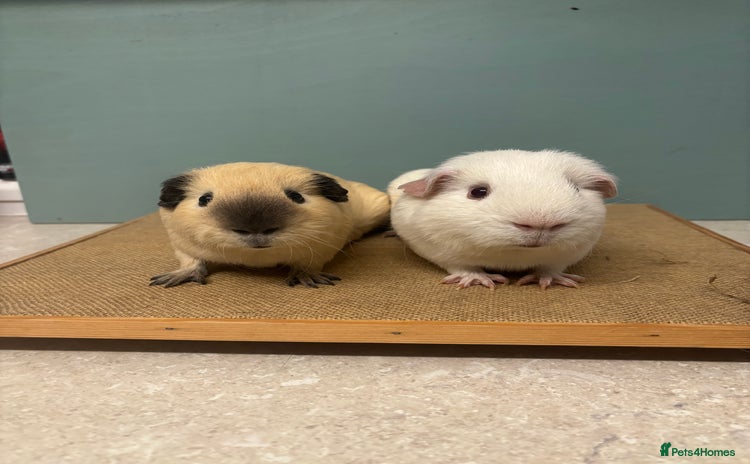 Guinea Pig rodents - Advert 1