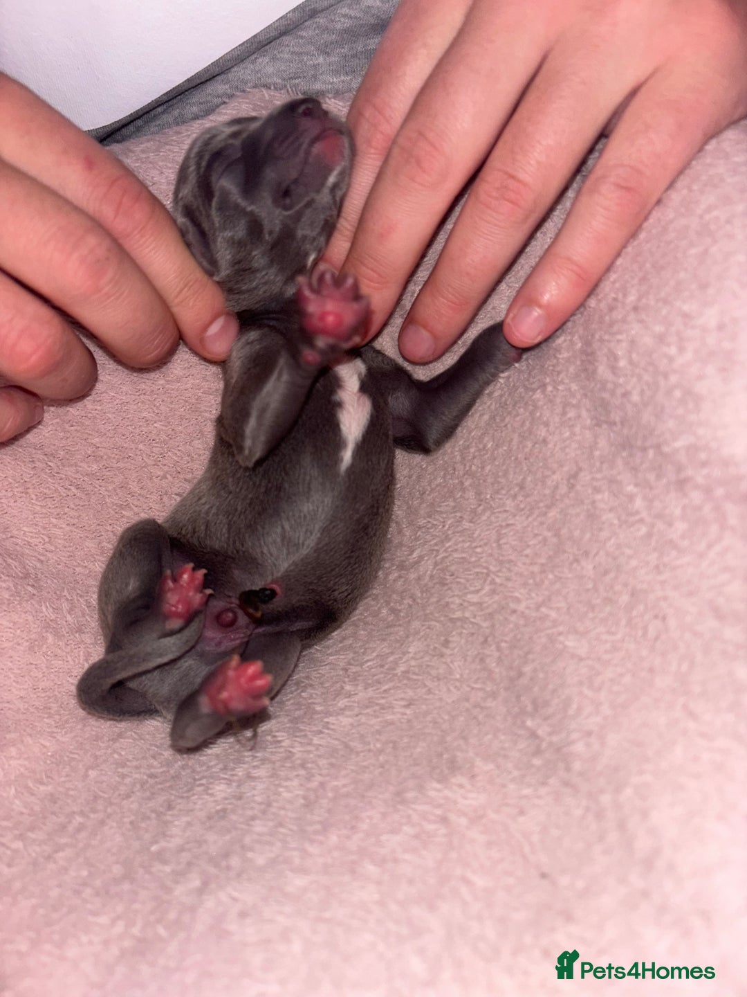 Mixed Breed dogs for sale: Whippet x Italian Greyhound Puppies  - Advert 11