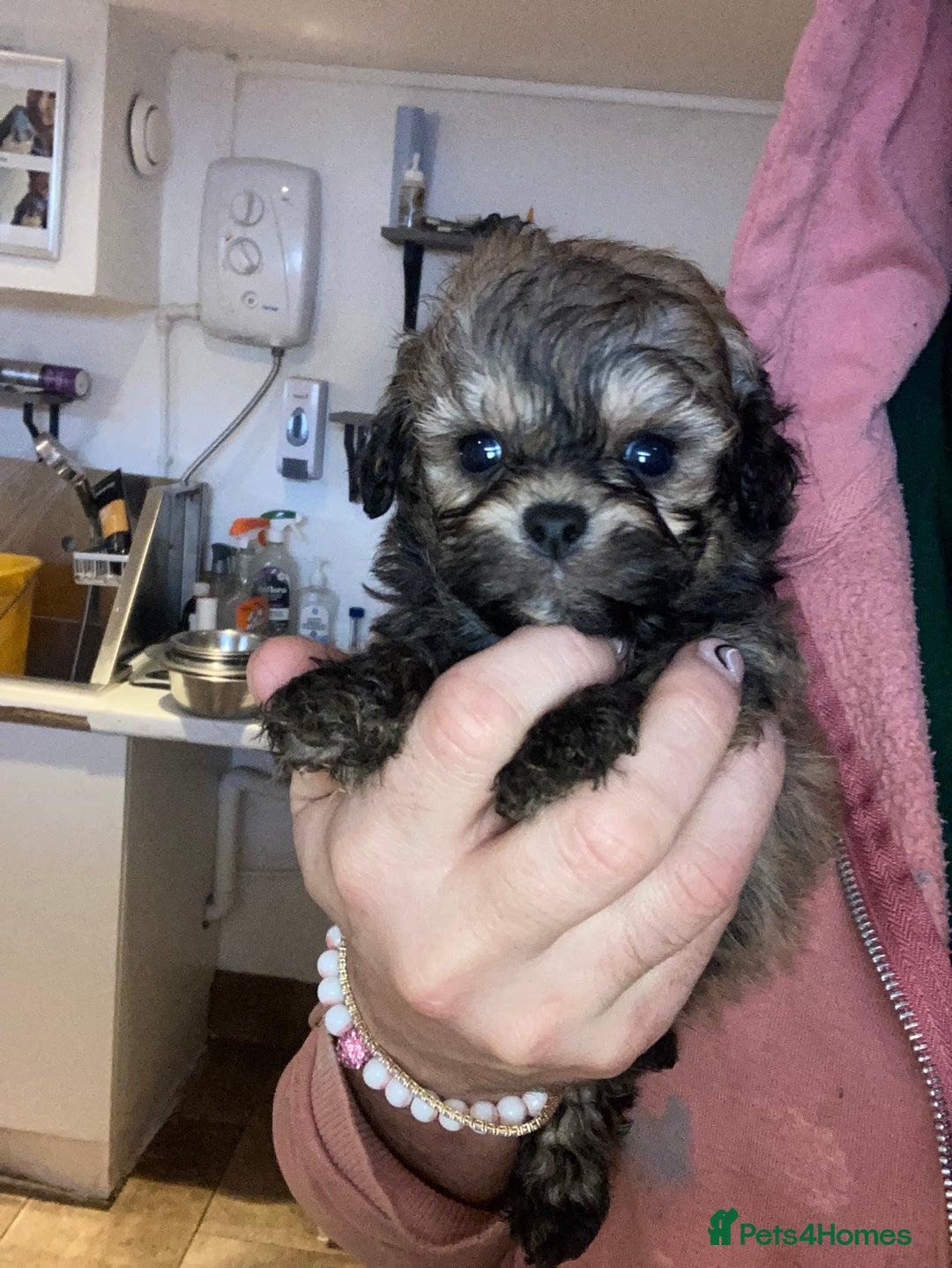Shihpoo dogs for sale: Payment plans available Toy shihpoo puppies  - Image 25