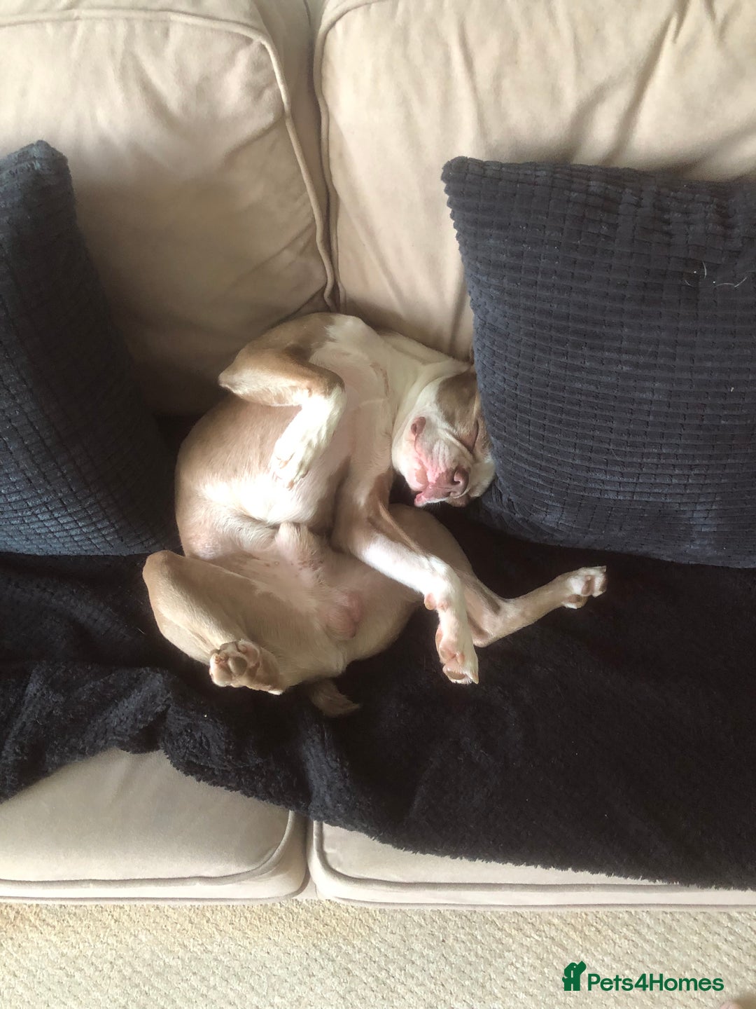 Boston Terrier dogs for stud: Bosten terrier for stud  - Advert 6