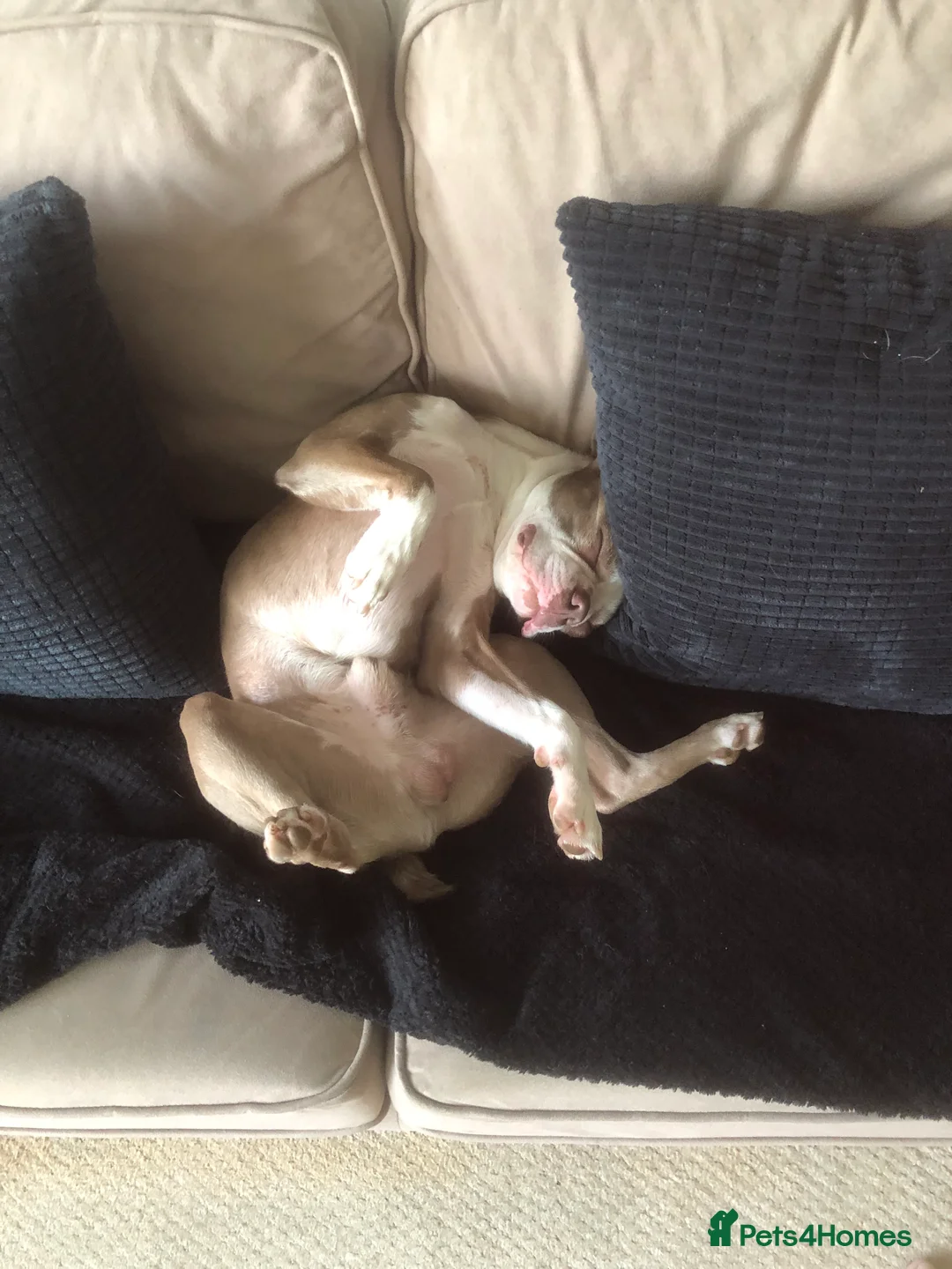 Boston Terrier dogs for stud: Bosten terrier for stud  - Advert 6