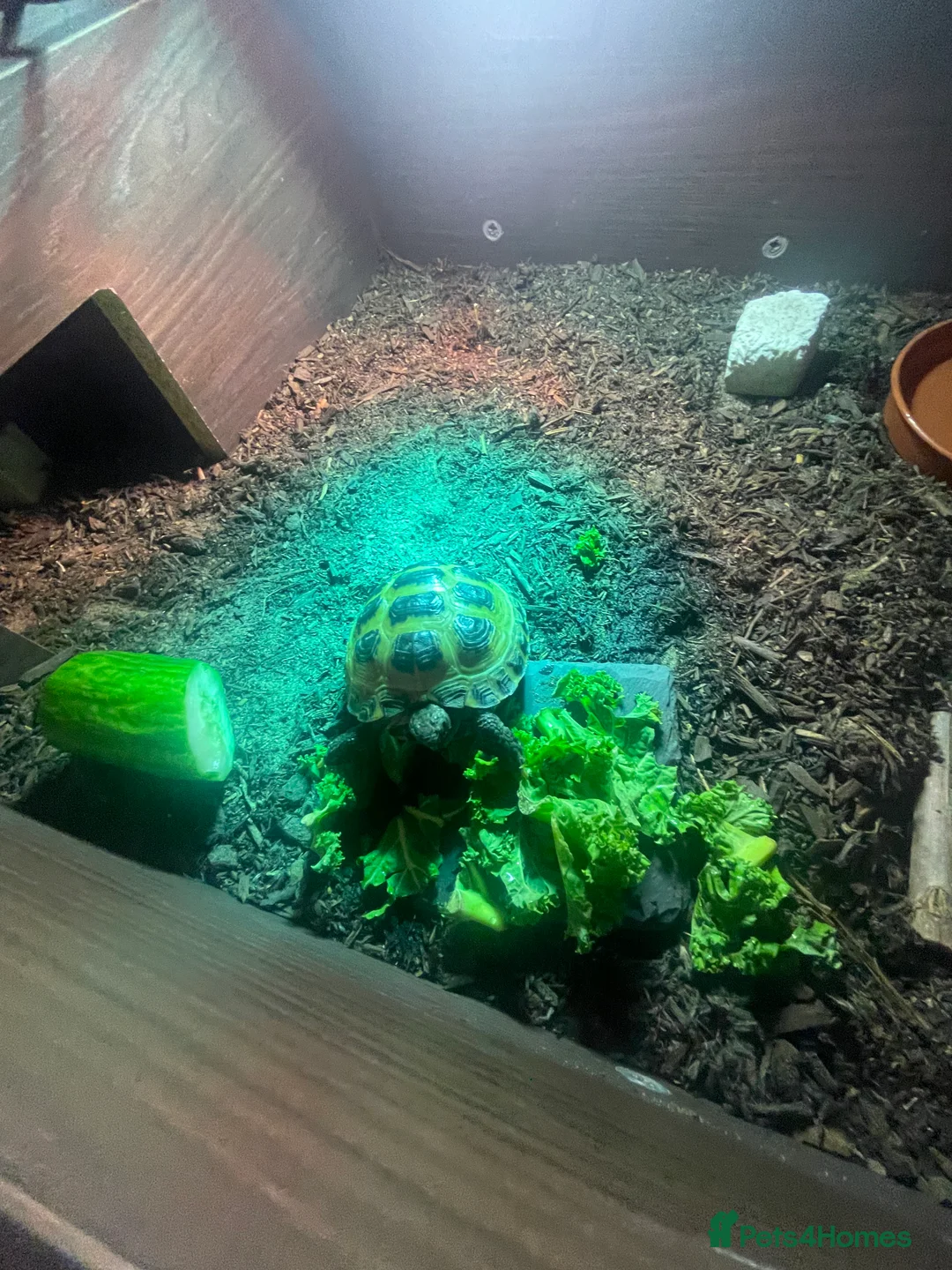 Tortoise reptiles for sale: Horsefield Tortoise - Advert 5