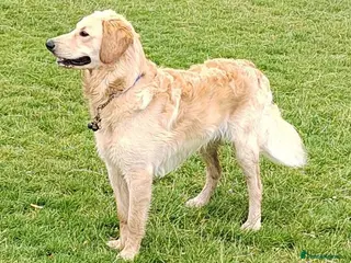 Goldendoodle dogs Mr Campbell - Advert 4