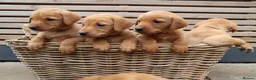 Labrador Retriever dogs for sale: Beautiful KC Registered Labrador Puppies - Advert 11