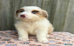 Australian Shepherd dogs for sale: Beautiful pedigree Australian Shepherd puppies - Image 5