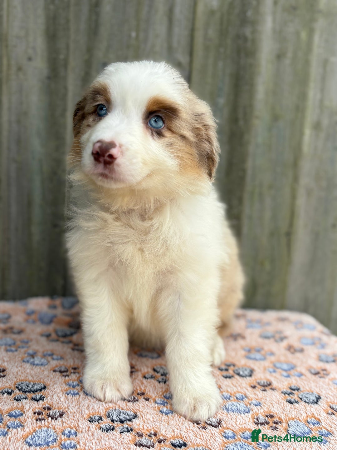 Australian Shepherd dogs for sale: Beautiful pedigree Australian Shepherd puppies - Image 5